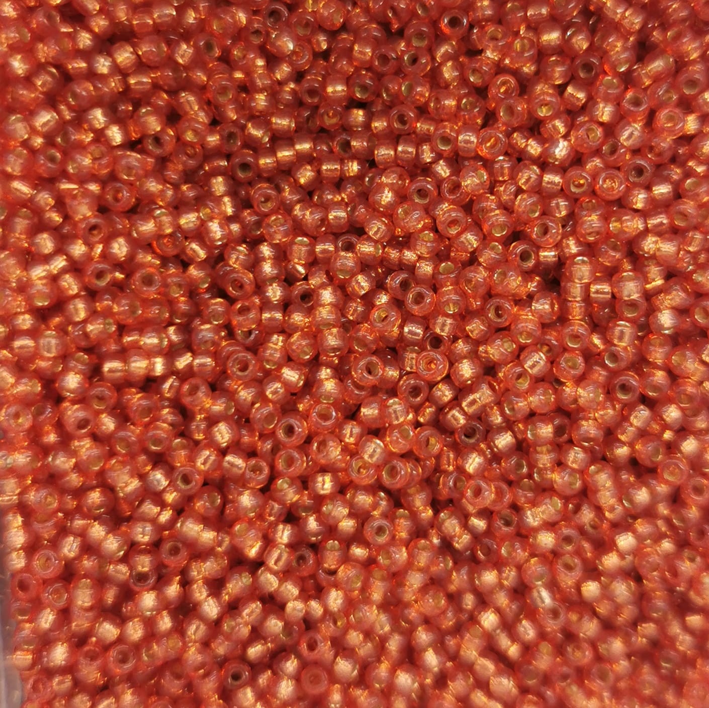 Rosa brillante 458 (TR-4244)